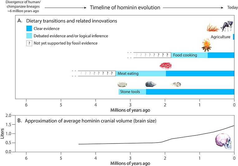 were early humans vegan